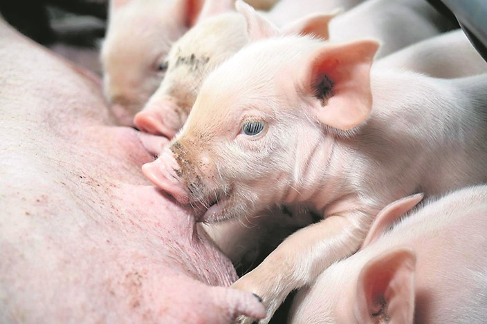 Production Porc Plus déboutée