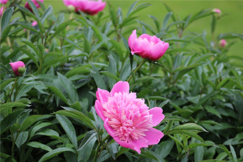 la splendeur de la pivoine 