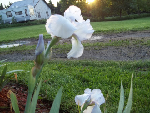 iris blanc