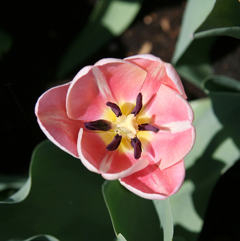 Fleurs du primtemps