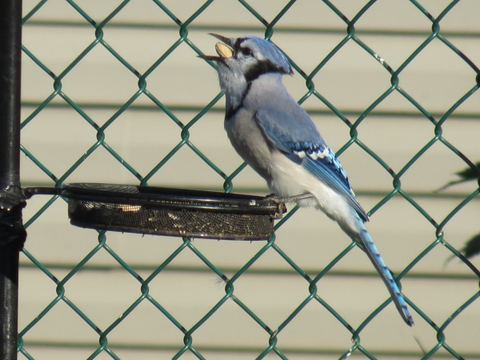 Geai Bleu