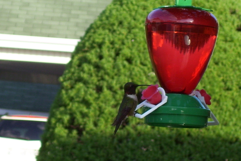 oiseau-mouche