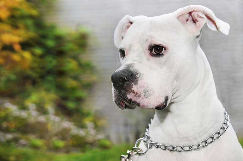 Parce que son chien a mordu, il doit payer 846 $