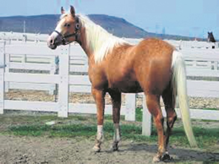 Les chevaux lourds à l’honneur à Saint-François-Xavier-de-Brompton 