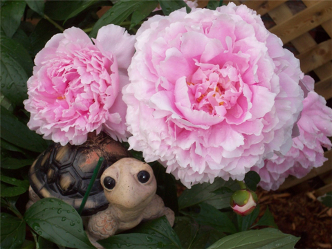 Clin d'oeil à la pivoine ;)