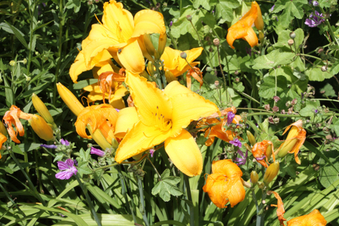 Windsor en fleurs