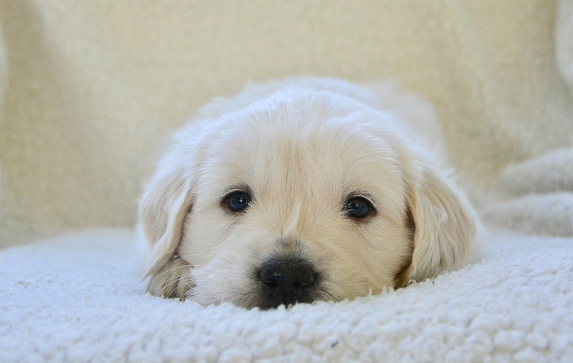 La vendeuse doit payer pour un chiot empoisonné