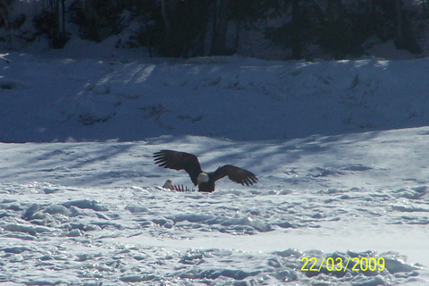 ouverture des ailes d un pygargue