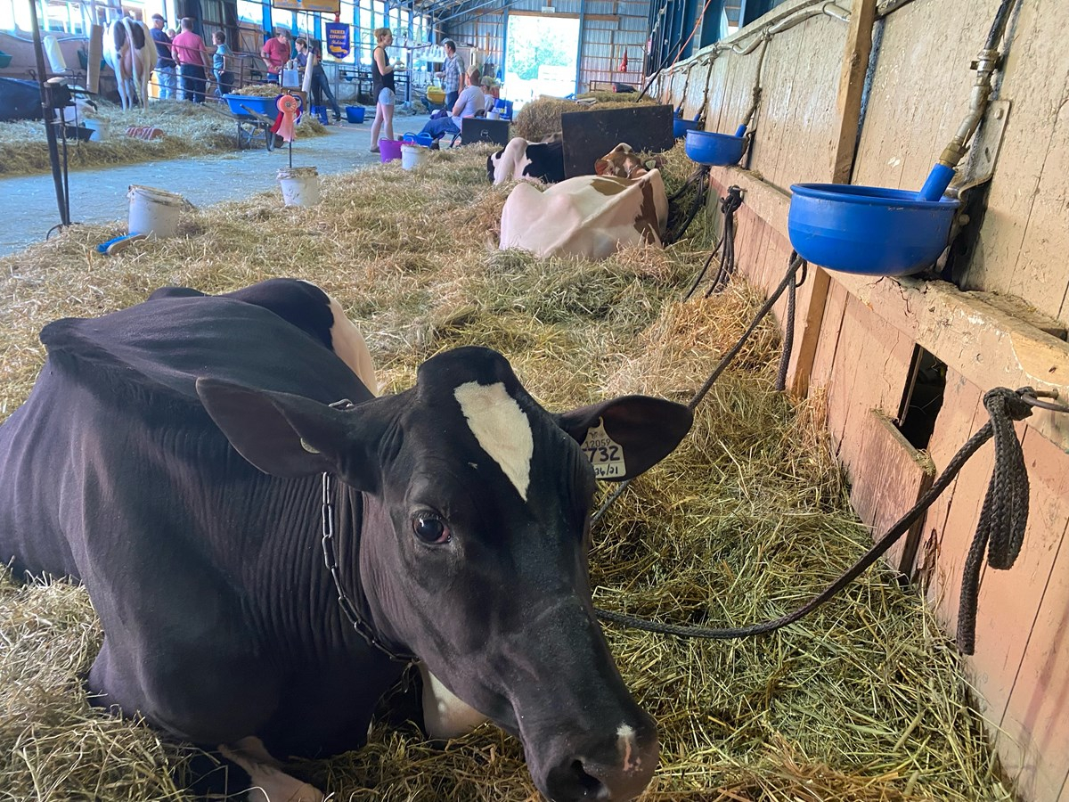 Bien sûr, les animaux ont pris une part importante dans cette 168e Expo de Richmond.