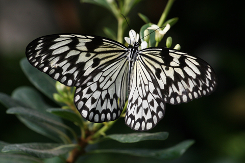 Ideopsis juventa