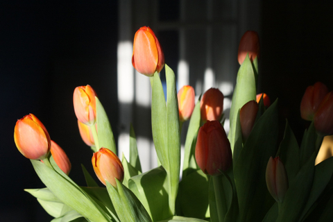 Tulipes du matin