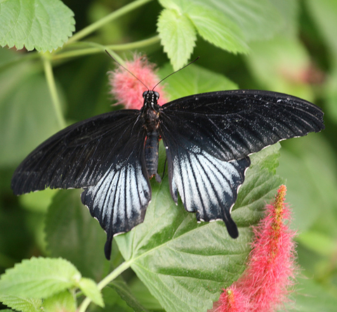 Papillon d'asie