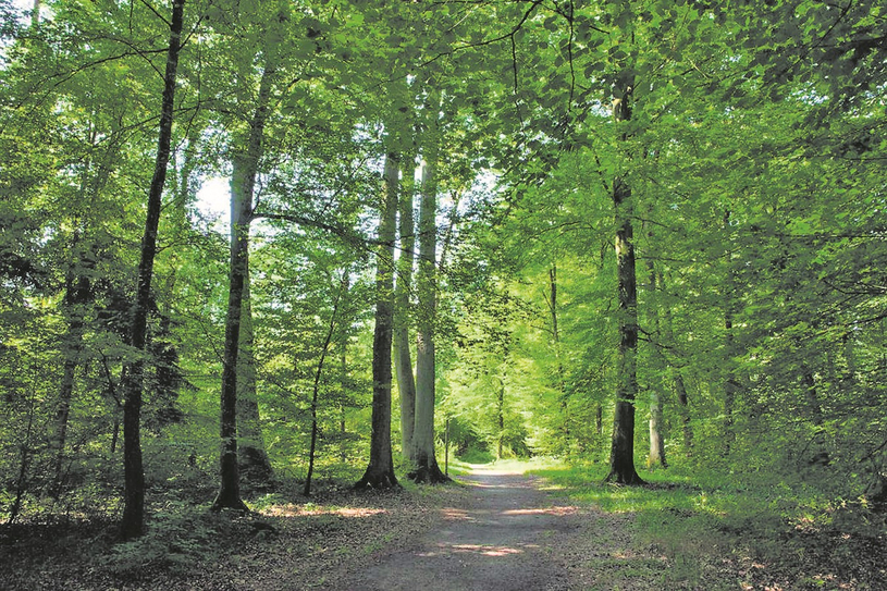 Budget 2019 : plusieurs nouveaux projets pour la MRC