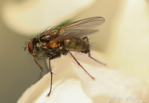 une mouche en macro