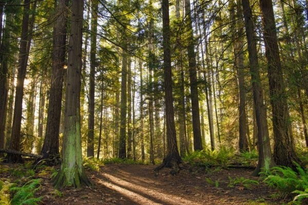 Nouveaux crédits compensatoires pour le carbone forestier afin de lutter contre les changements climatiques