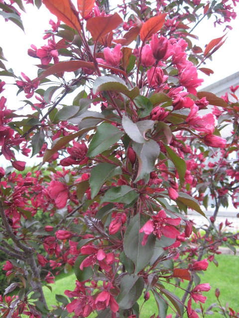 printemps 2011