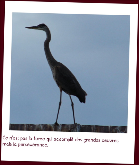 l'héron du lac