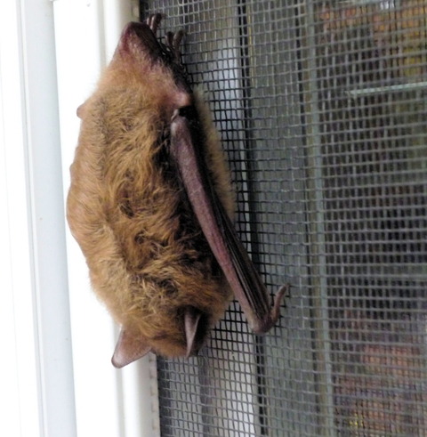 Chauve-souris