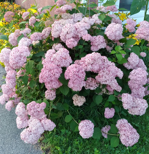 Boules rosess