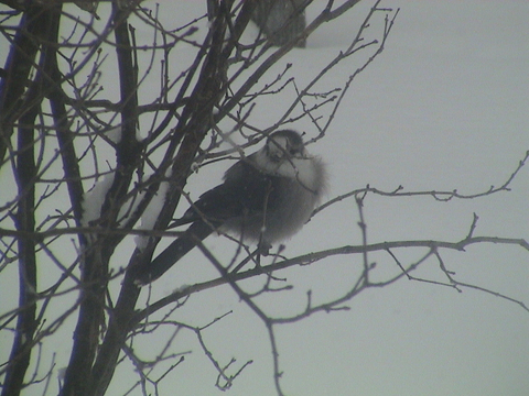 Un Hiver Gris ......