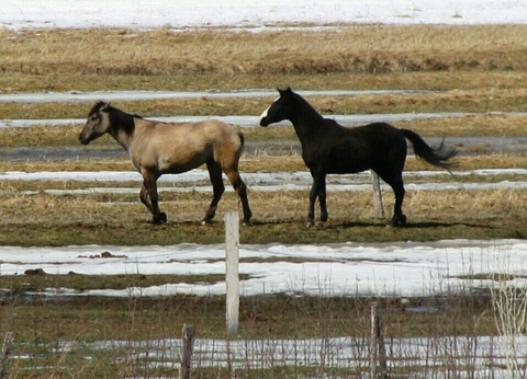 chevaux