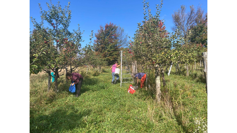 Les récoltes à la Source lancent leur deuxième saison de glanage