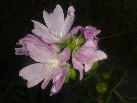 fleur