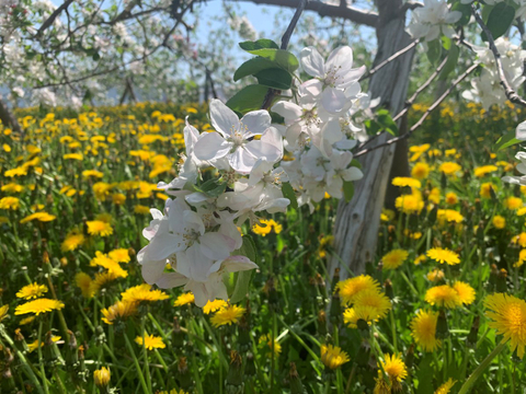 Fleurs de pommier 
