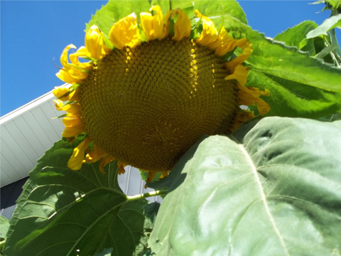 tournesol 2012