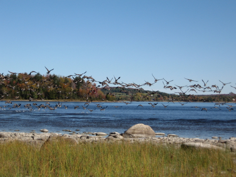 Volée d'outardes au Lac St-François