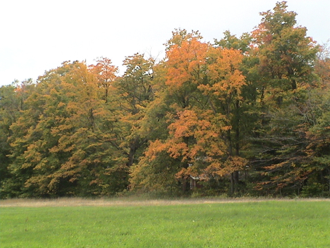 Automne