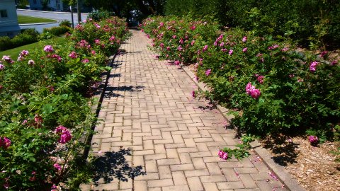 L'allée des Roses