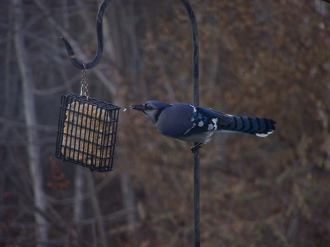 Bluejay