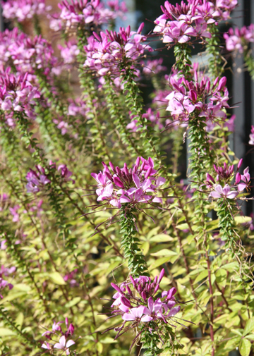De belles fleurs