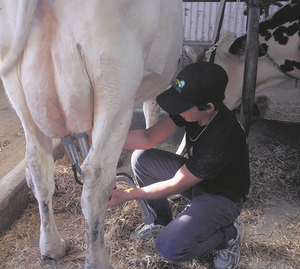 Un jeune pose la première trayeuse avec une très grande assurance.