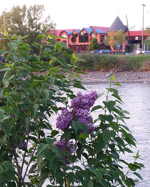 Passerelle,Lilas et fleurs du terroir,Lilas et fleurs du terroir