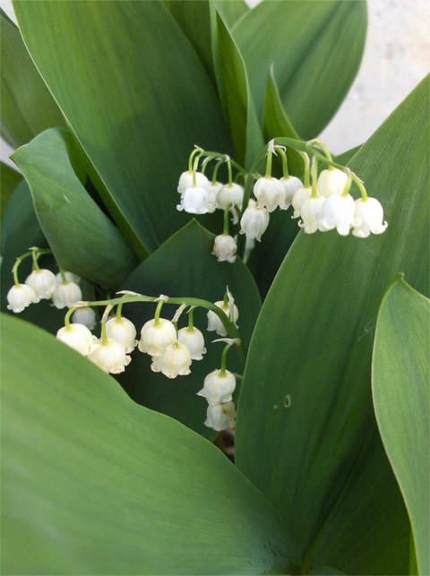 Petite cloche du printemps