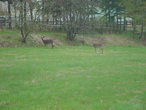 chevreuils 