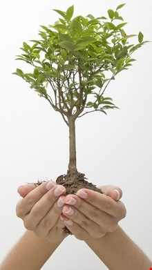 Saint-François : Inscriptions au SAE et Journée de l’arbre