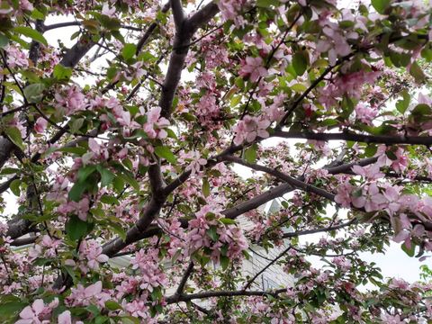 Lilas