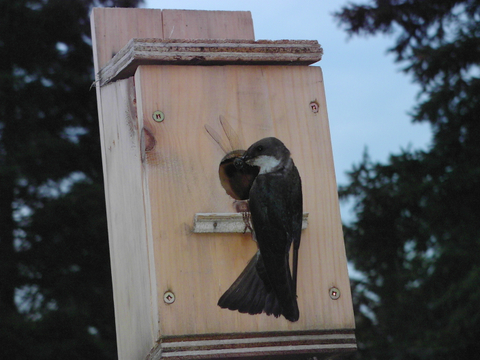 Hirondelle avec une libellule