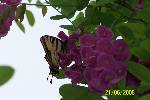 Les beautés de mon jardin