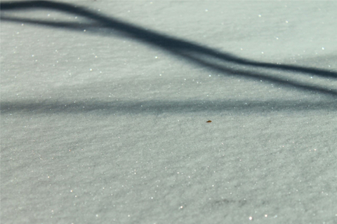 diamant tompés du ciel