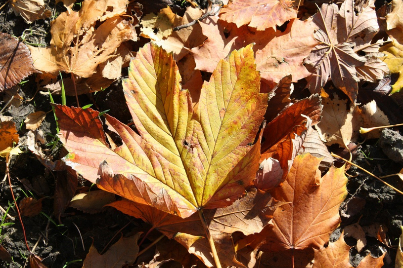 Pas moins de 10 000 sacs de feuilles mortes amassés dans la MRC Val-Saint-François