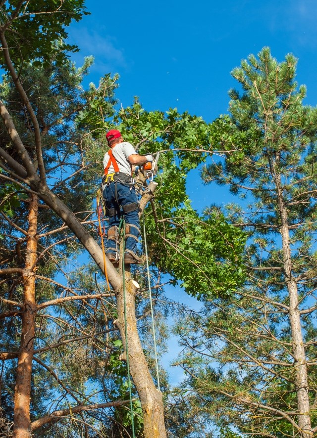 POURQUOI CONFIER L’ÉLAGAGE À UN PROFESSIONNEL?