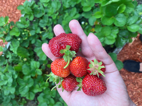 récolte de fraises