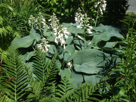 Hosta Bleu