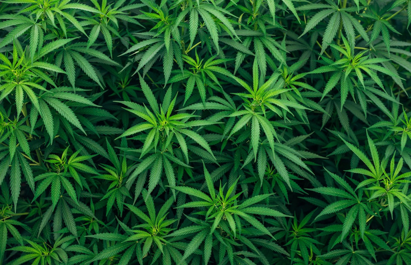 La Sûreté du Québec sensibilise les agriculteurs sur la culture de cannabis illicite