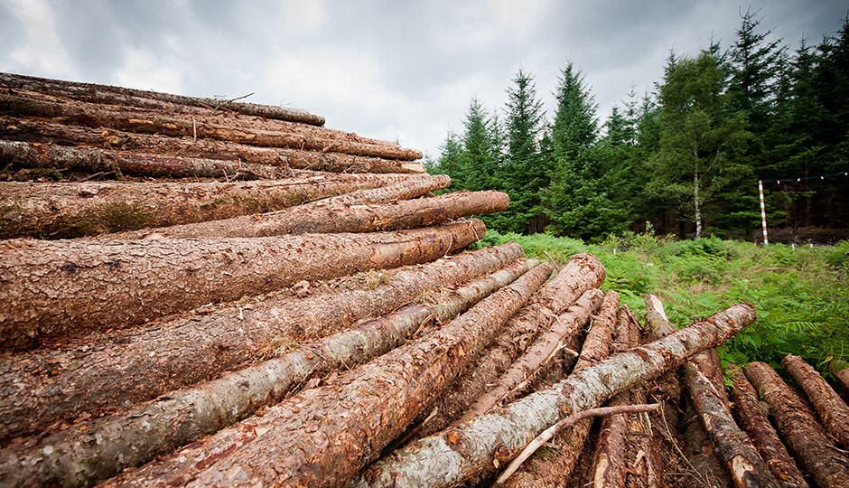 Des peines plus sévères pour l’abattage illégal d’arbres