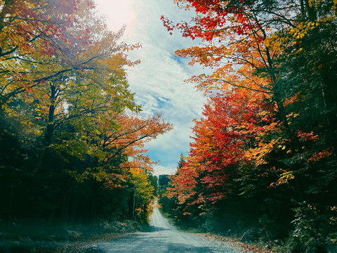 The color of the autumn
